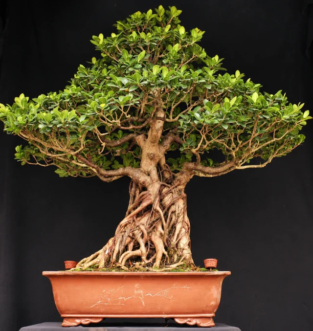 Ficus panda do acervo da Nipon Bonsai