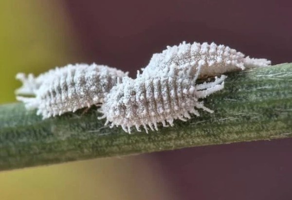 Imagem do blog sobre pragas em plantas