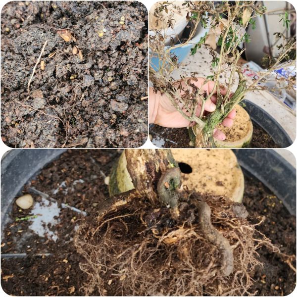 Registro do blog sobre transplante de bonsai
