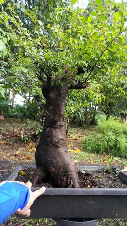 Desenvolvimento de tronco e raízes na chácara