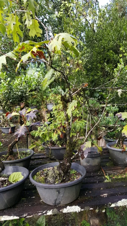 Plantas em desenvolvimento nas bancadas da chácara