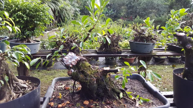 Material em formação nas bancadas de cultivo