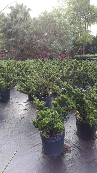 Pré-bonsais em cultivo na Chácara Nipon Bonsai