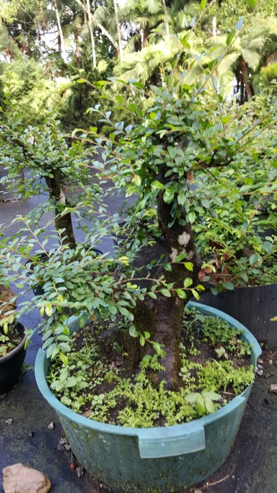 Tronco e brotações de um pré-bonsai em formação