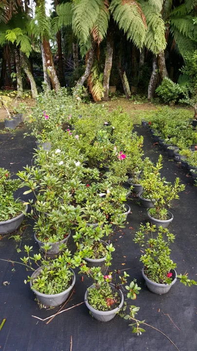 Área de cultivo de mudas na Chácara Nipon Bonsai