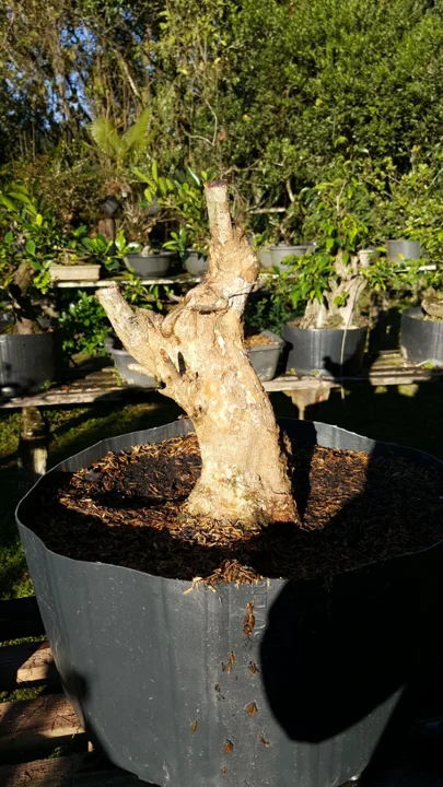 Chácara Nipon Bonsai — produção de mudas e pré-bonsais · registro 01