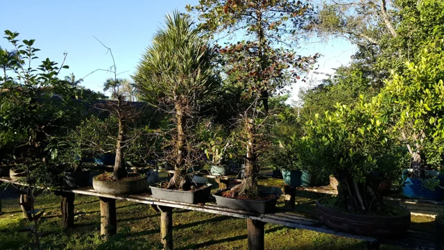 Chácara Nipon Bonsai — produção de mudas e pré-bonsais · registro 02
