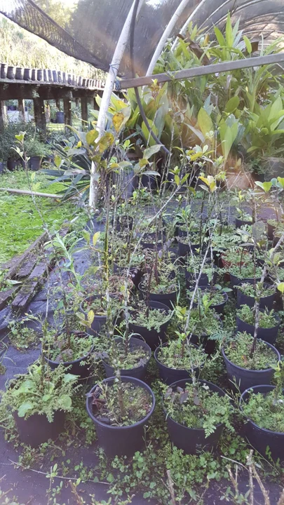 Chácara Nipon Bonsai — produção de mudas e pré-bonsais · registro 03