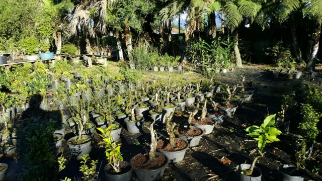 Chácara Nipon Bonsai — produção de mudas e pré-bonsais · registro 04