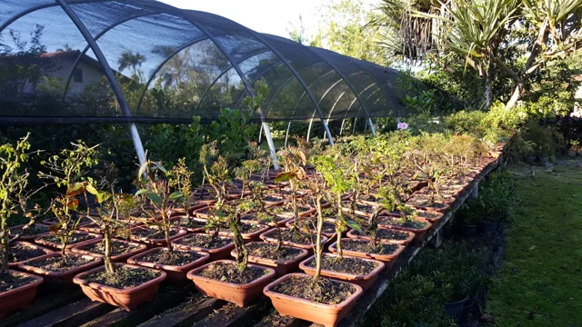 Chácara Nipon Bonsai — produção de mudas e pré-bonsais · registro 05