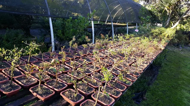 Chácara Nipon Bonsai — produção de mudas e pré-bonsais · registro 06