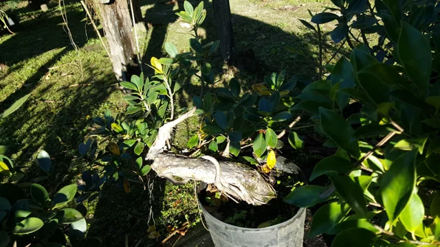 Chácara Nipon Bonsai — produção de mudas e pré-bonsais · registro 07
