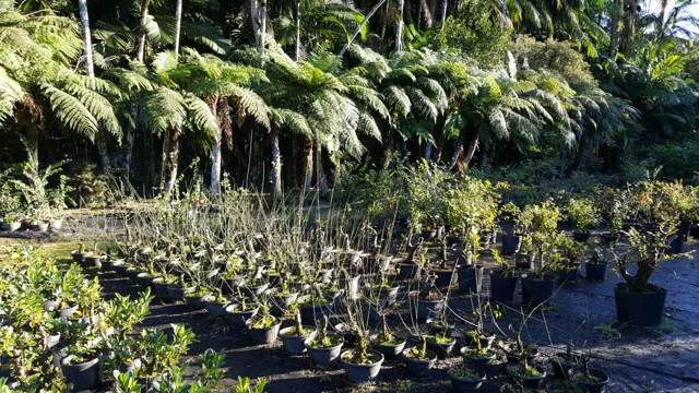 Chácara Nipon Bonsai — produção de mudas e pré-bonsais · registro 08