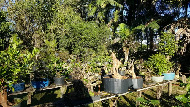Chácara Nipon Bonsai — produção de mudas e pré-bonsais · registro 10