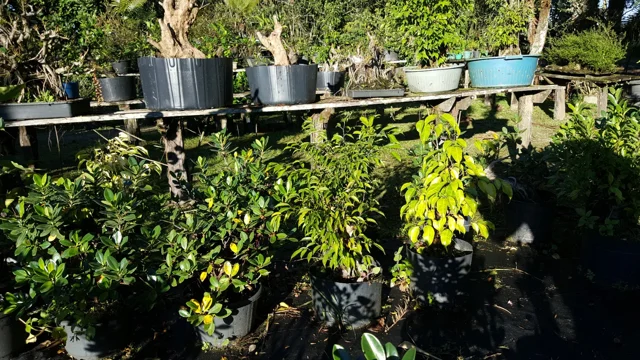 Chácara Nipon Bonsai — produção de mudas e pré-bonsais · registro 11