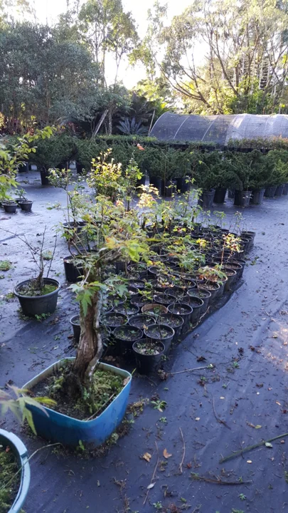 Chácara Nipon Bonsai — produção de mudas e pré-bonsais · registro 12