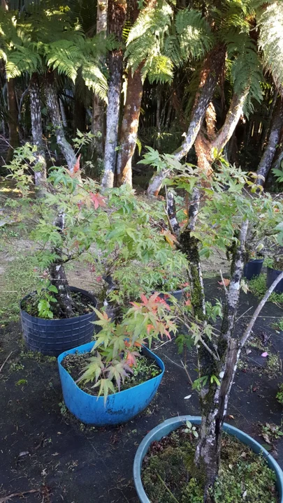 Chácara Nipon Bonsai — produção de mudas e pré-bonsais · registro 13