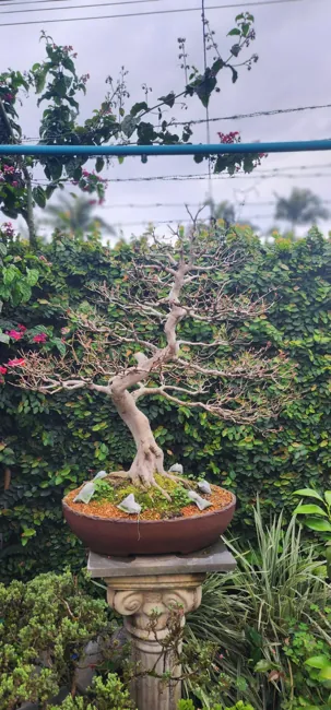 Galeria do acervo — registro 04