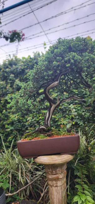 Galeria do acervo — registro 05