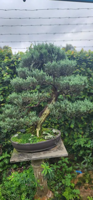 Detalhe do acervo Nipon Bonsai
