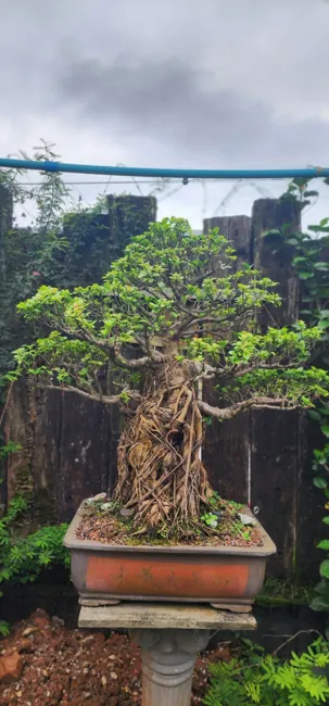 Detalhe do acervo Nipon Bonsai