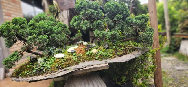 Detalhe do acervo Nipon Bonsai