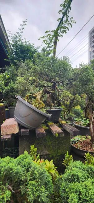 Galeria do acervo — registro 12
