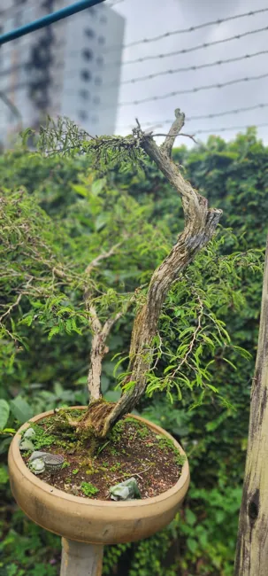 Galeria do acervo — registro 10
