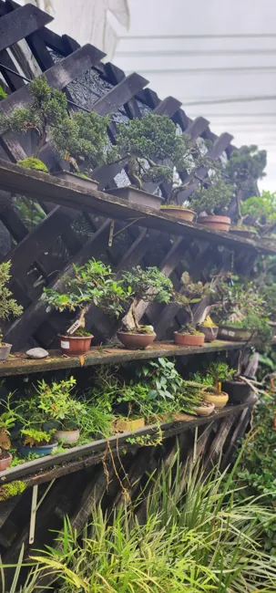 Galeria do acervo — registro 11