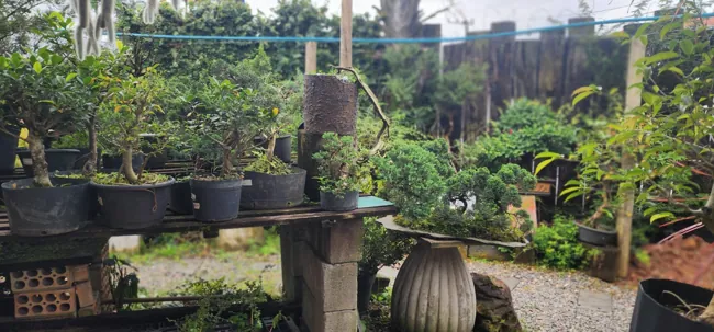 Espaço verde — registro 07