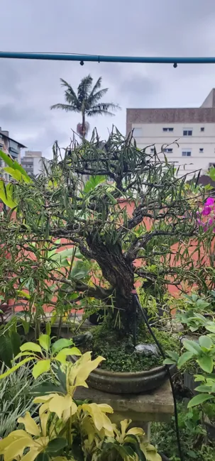 Galeria do acervo — registro 14