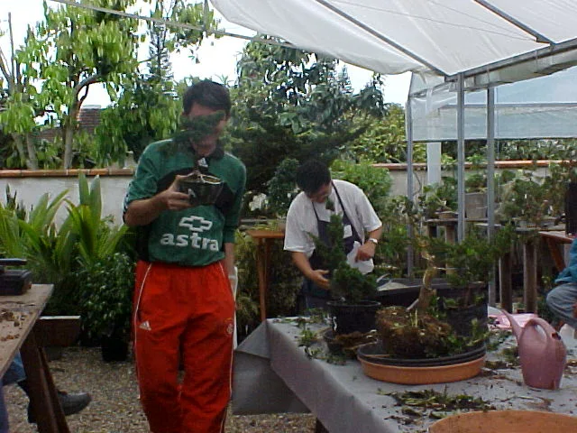 I Encontro Nipon Bonsai, 2000 — registro 02