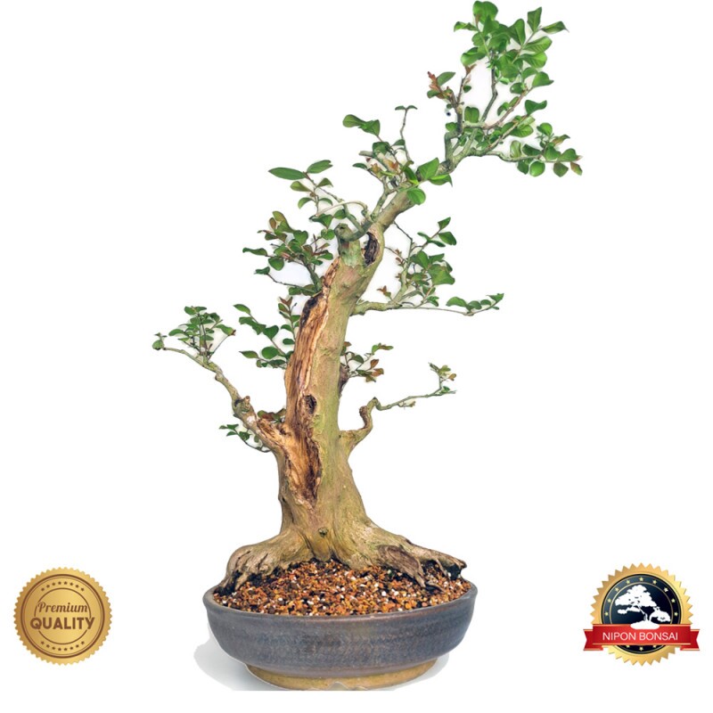 Bonsai Resedá 18 anos - 00841