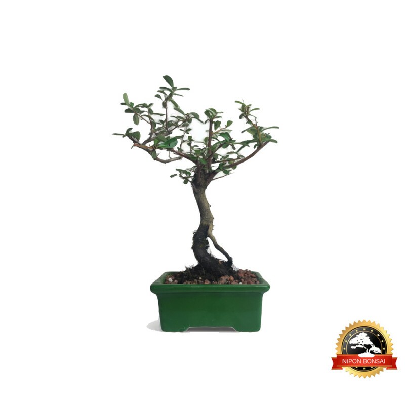 Bonsai Piracanta 3 anos - 01016