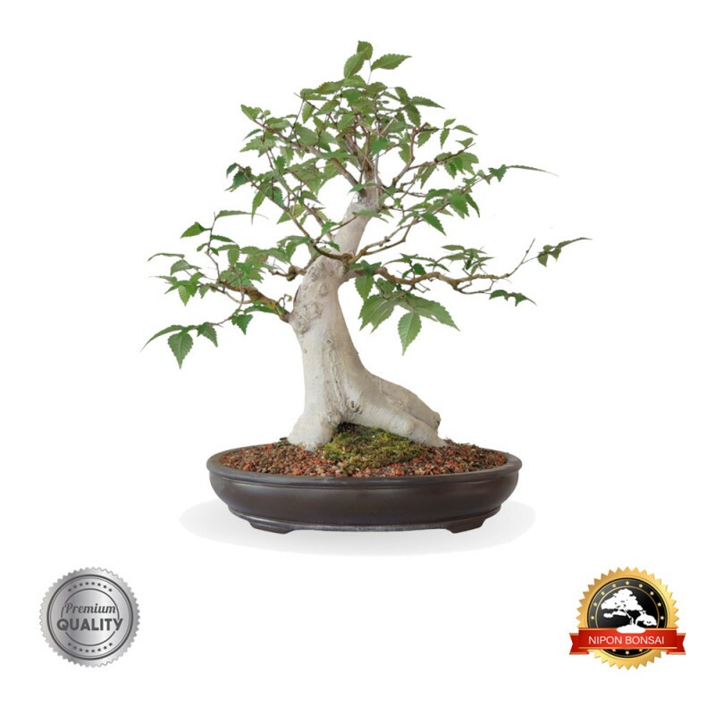 Bonsai Zelkova Serrata 18 anos - 01024