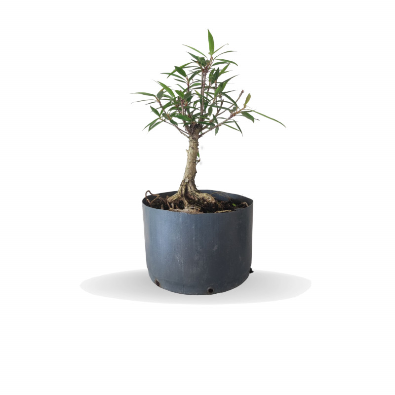 Pré Bonsai Ficus Nerifolia 4 anos - 00118