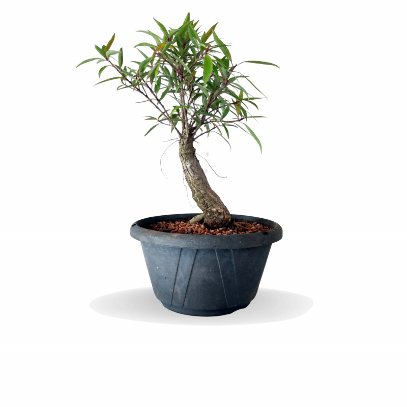 Pré Bonsai Ficus Nerifolia 5 anos - 01572