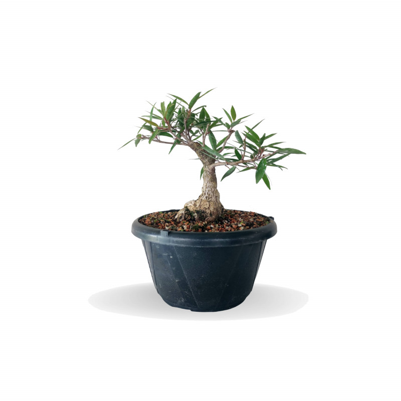 Pré Bonsai Ficus Nerifolia 5 anos - 01573