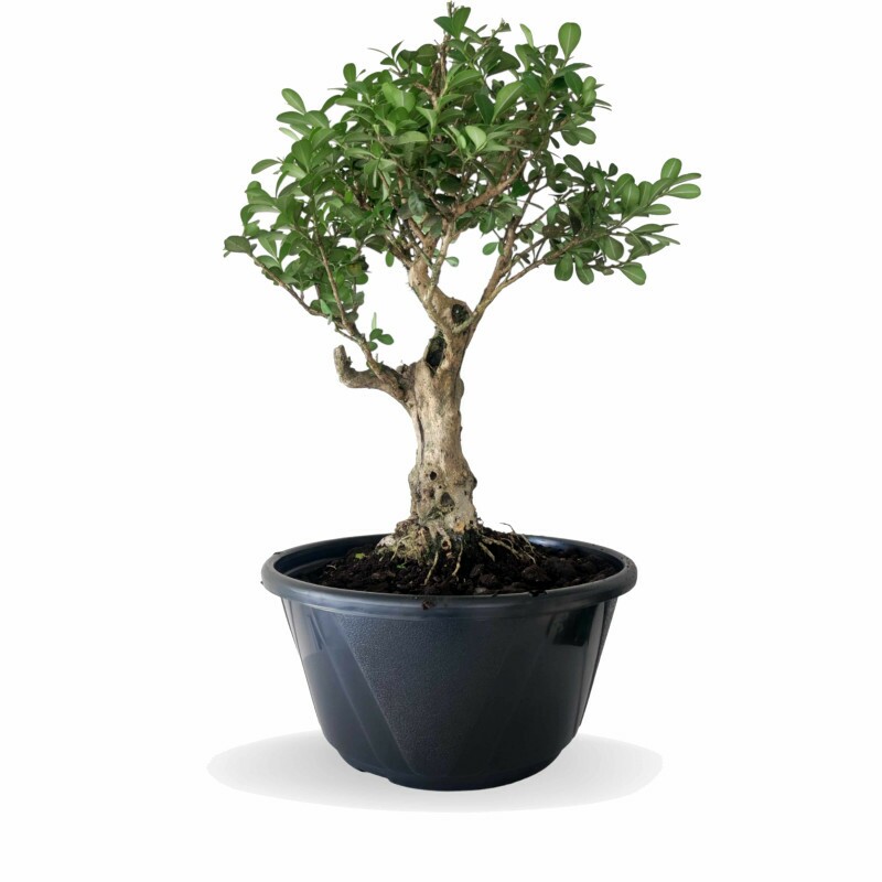 Pré Bonsai Buxus Sempervirens 6 anos - 01577