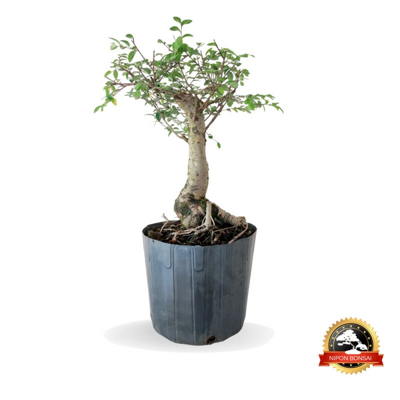 Pré Bonsai Ulmus Parvifolia 7 anos - 01580