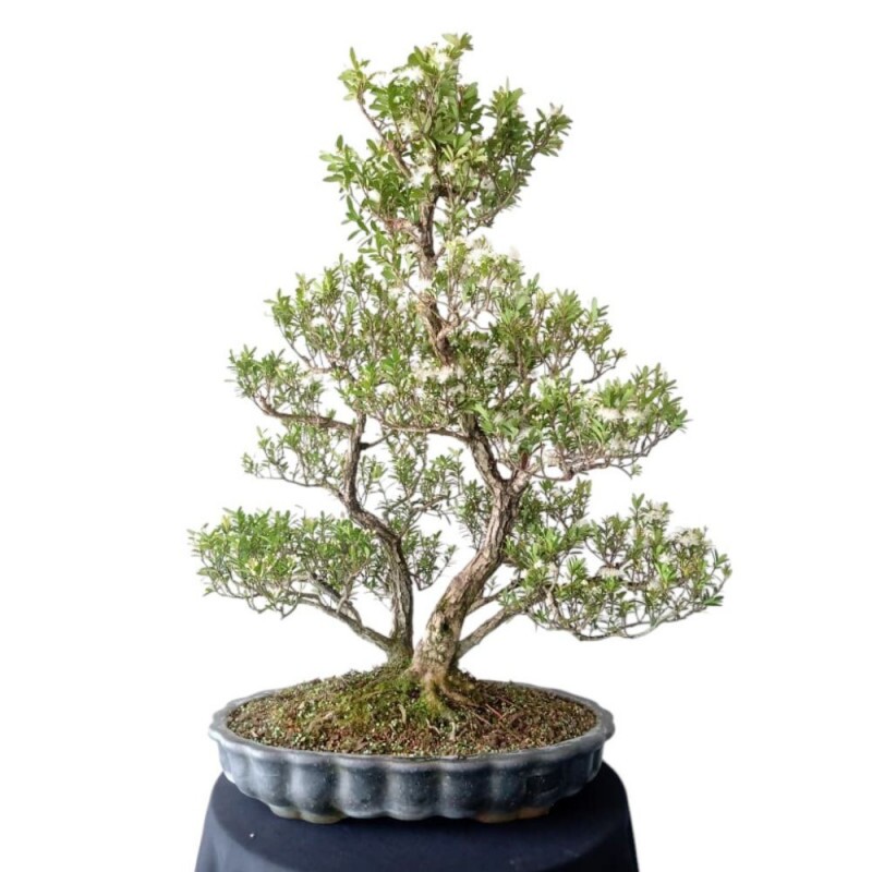 Bonsai Cereja silvestre 20 anos - bc00001