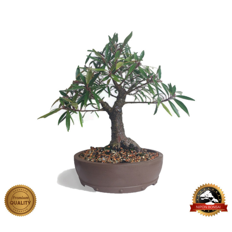 Bonsai Ficus Nerifolia 10 anos - 00287