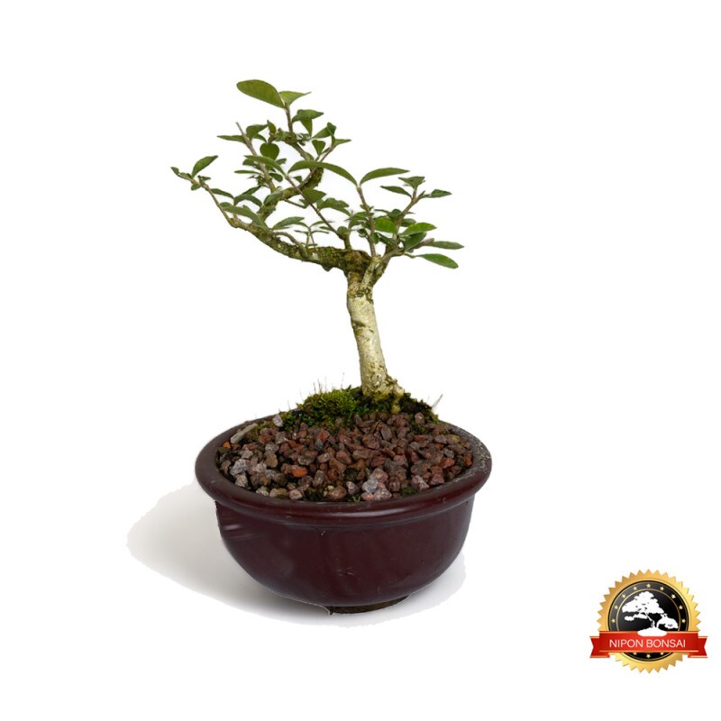 Bonsai Acerola 5 anos - 00358