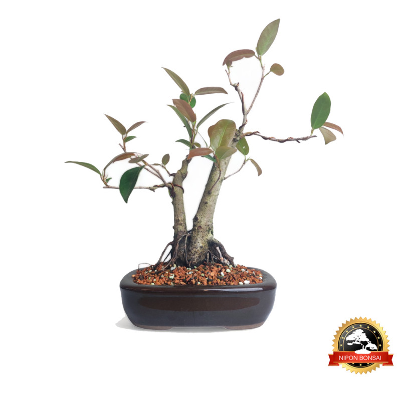 Bonsai Ficus Organensis 5 anos  - 00720