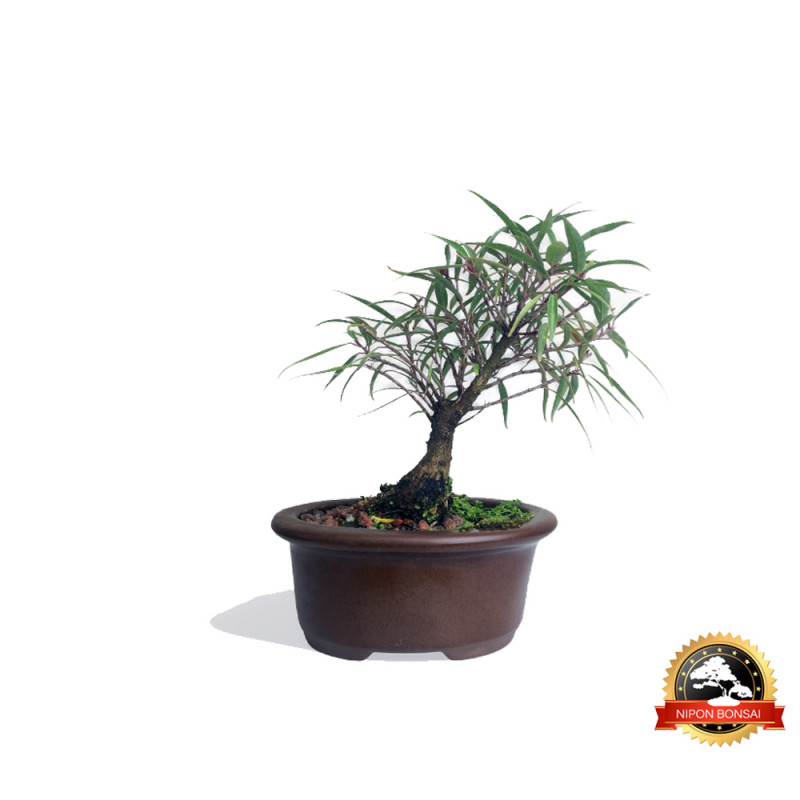 Bonsai Ficus Nerifolia 3 anos - 00771