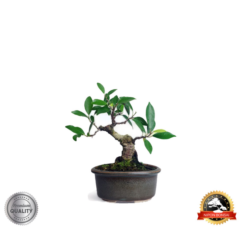 Bonsai Ficus Microcarpa 3 anos - 00781