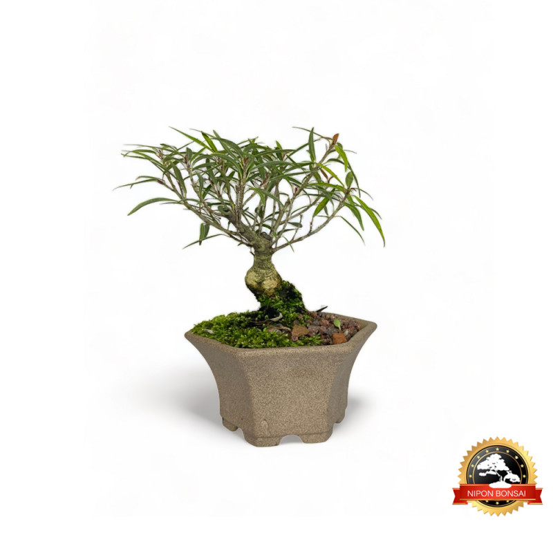 Bonsai Ficus Nerifolia 4 anos - 00789