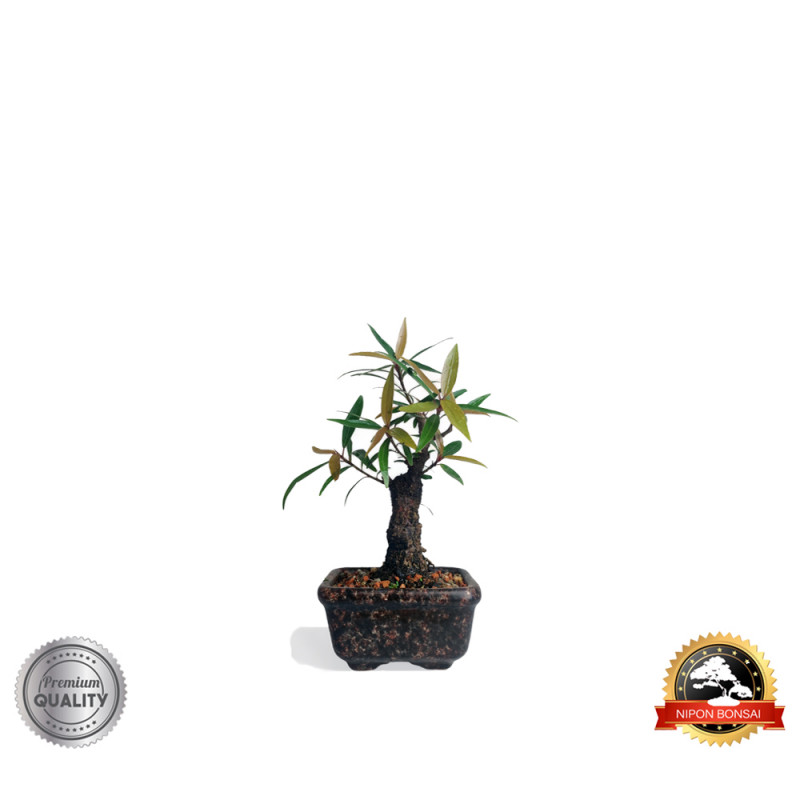 Bonsai Ficus Microcarpa 3 anos - 01136