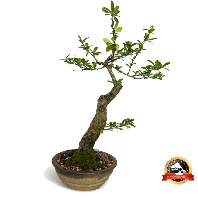 Bonsai Carmona Retusa 8 anos - 01184