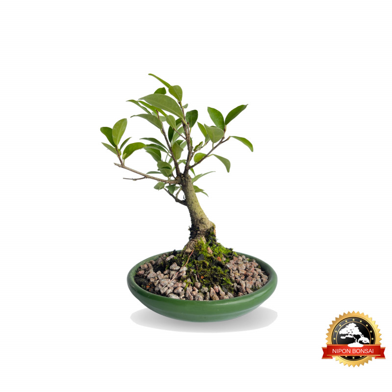 Bonsai Ficus Microcarpa 4 anos - 00791